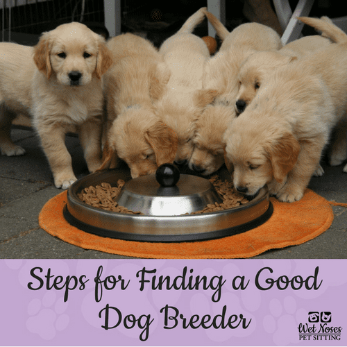 Steps for Finding a Good Dog Breeder(1) Wet Noses Pet Sitting