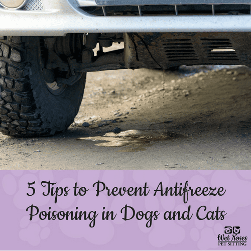 20 HQ Images Antifreeze Poisoning In Cats And Dogs / Pin by Robin Negrich on Health | Pinterest