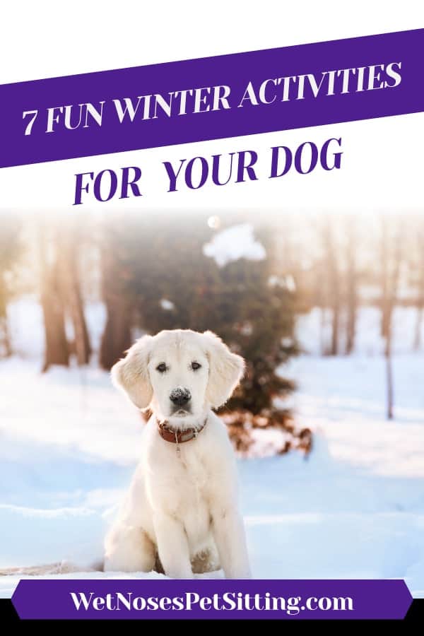 7 Fun Winter Activities For Your Dog - Wet Noses Pet Sitting