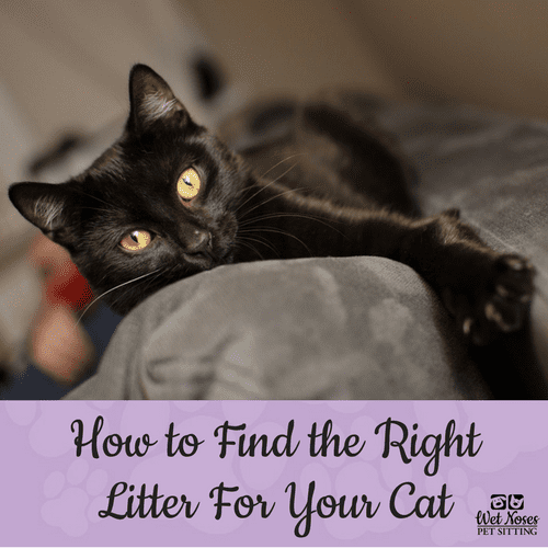 How to Find the Right Litter For Your Cat Wet Noses Pet Sitting