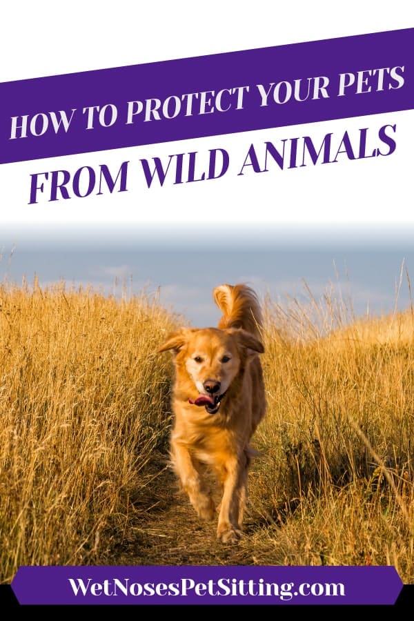 How to Protect Your Pets from Wild Animals - Wet Noses Pet Sitting