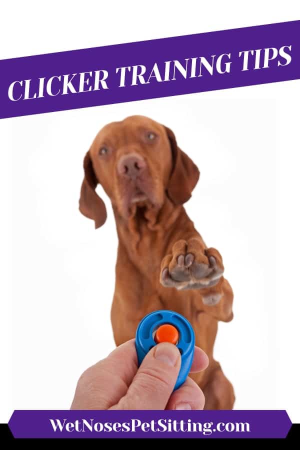 Clicker training with a dog