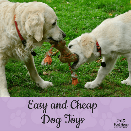 DIY Easy and Cheap Dog Toys Wet Noses Pet Sitting