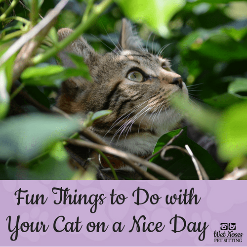 Fun Things to Do with Your Cat on a Nice Day Wet Noses Pet Sitting