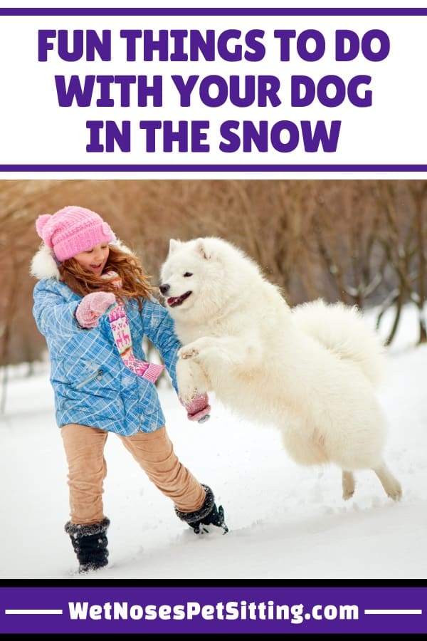 Fun Things to Do with Your Dog in the Snow - Wet Noses Pet Sitting
