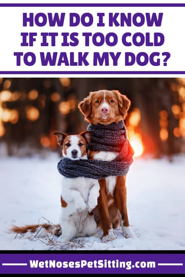 How Do I know If It Is Too Cold to Walk My Dog? Wet Noses Pet Sitting