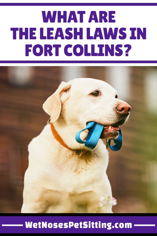 What are the Leash Laws in Fort Collins? Wet Noses Pet Sitting