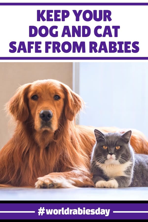 Keep Your Dog and Cat Safe from Rabies - Header