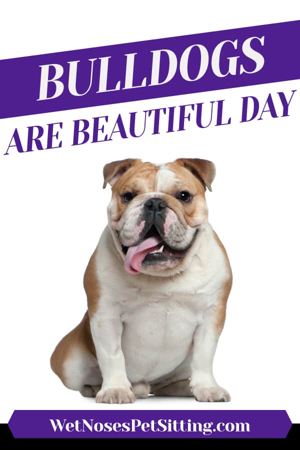 Bulldogs Are Beautiful Day 