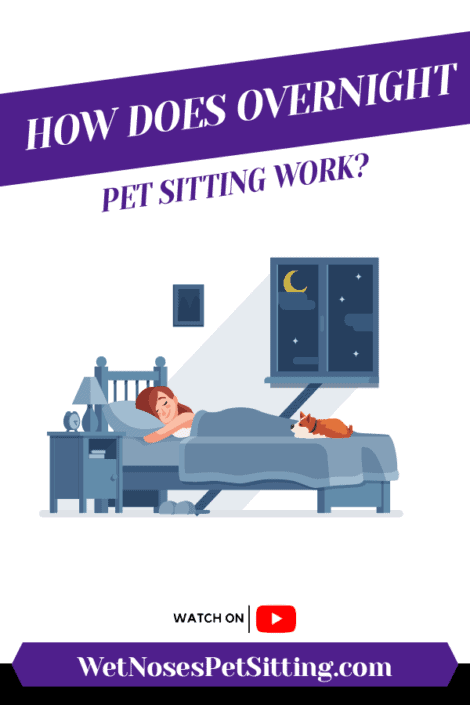 How Does Overnight Pet Sitting Work? Header