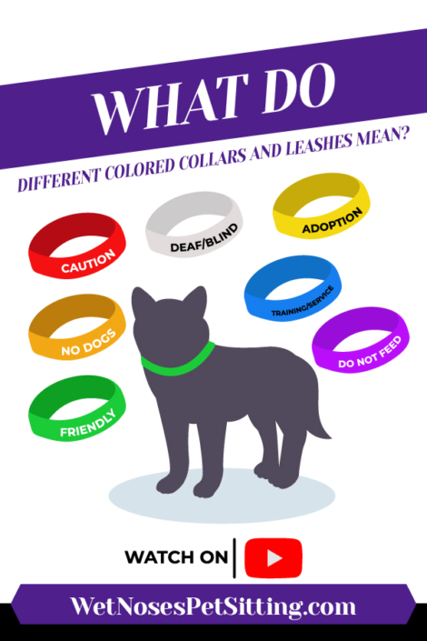 What Do Different Colored Collars and Leashes Mean? - Wet Noses Pet Sitting
