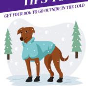 Tips To Get Your Dog To Go Outside in the Cold_Header