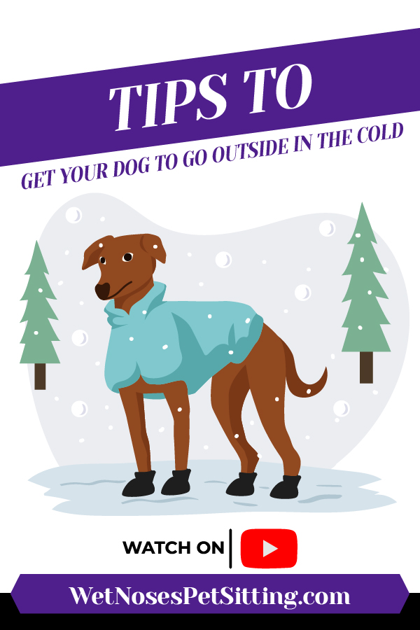 Tips To Get Your Dog To Go Outside in the Cold_Header