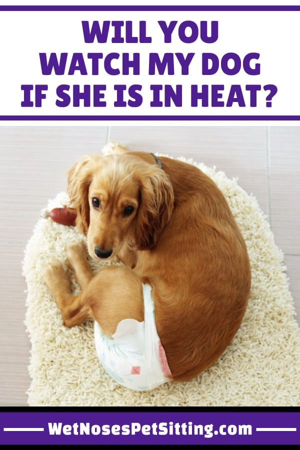 is my dog in heat