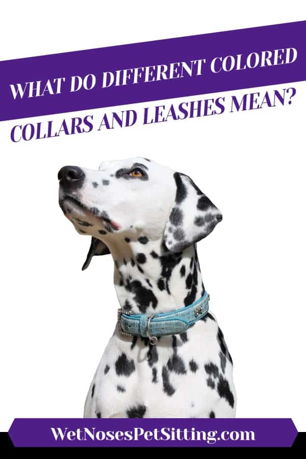 different dog collars