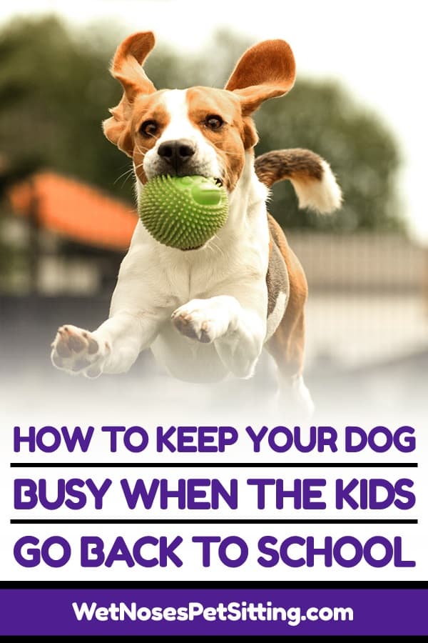 keep dog busy
