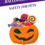 Halloween Candy Safety For Pets Header