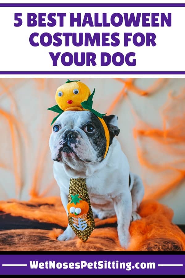 Best Halloween Costumes for Your Dog - Ideas from Wet Noses Pet Sitting