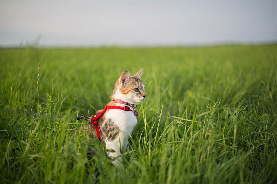 How to Train Your Cat to Walk on a Leash National Walk Your Pet Month