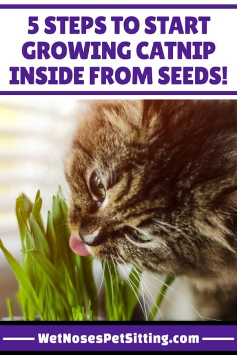 5 Steps to Start Growing Catnip Inside from Seeds!