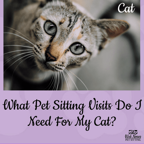 What Pet Sitting Visits Do I Need For My Cat_ Wet Noses Pet Sitting