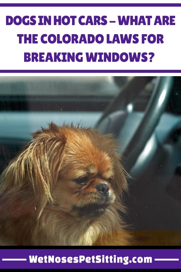 Dogs in Hot Cars - What are the Colorado Laws for Breaking Windows?_Header