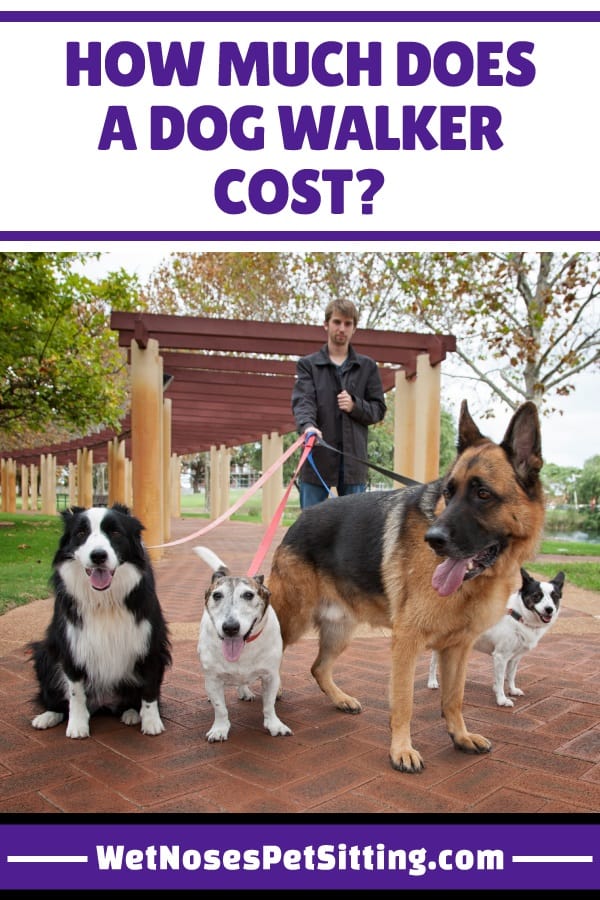 How Much Does a Dog Walker Cost? Wet Noses Pet Sitting