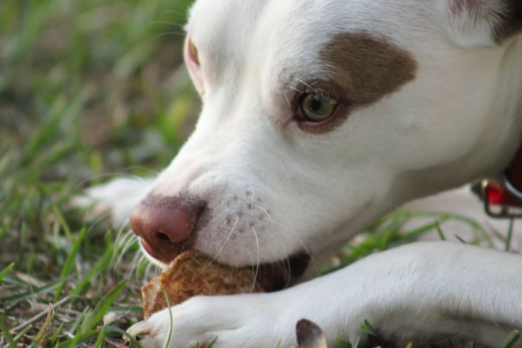 dog chewing on raw chicken