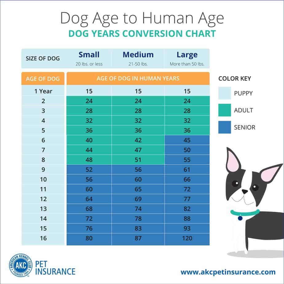 dog-years-chart-wet-noses-pet-sitting
