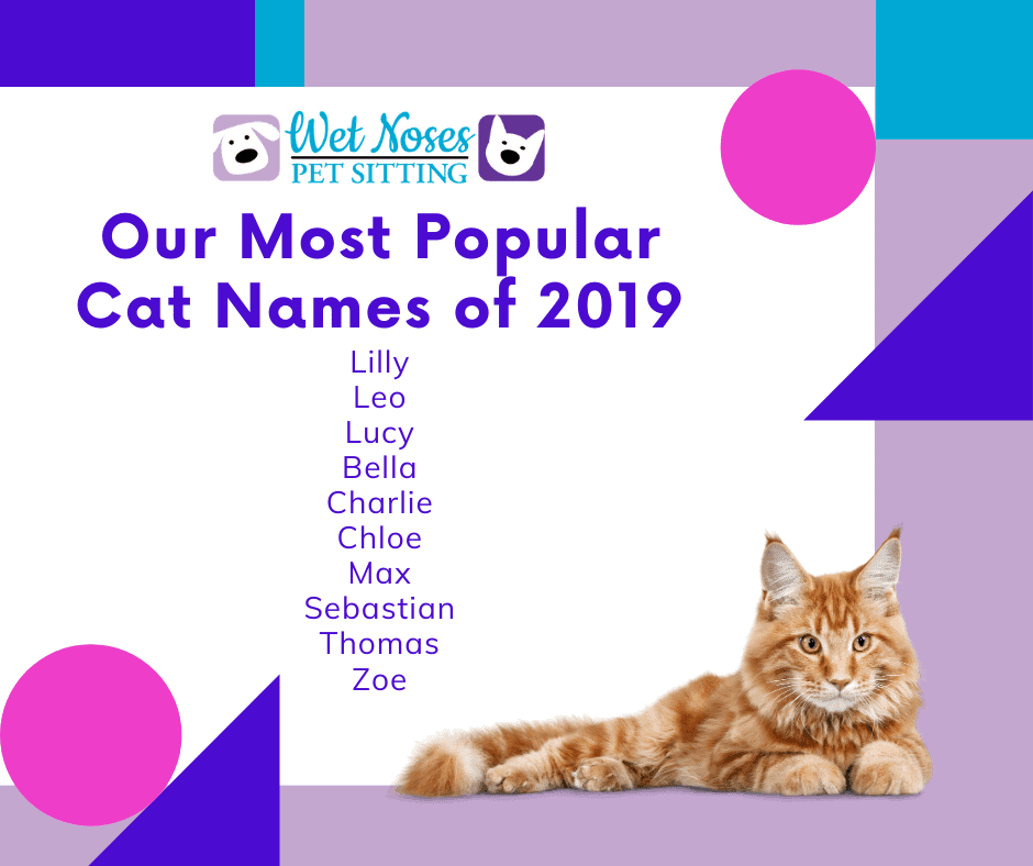 Funny pet names. Most popular Cat. Cat names. Кэт имя. Pet names.