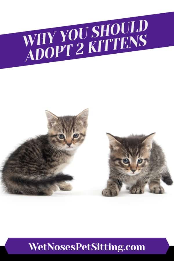 adopt 2 kittens