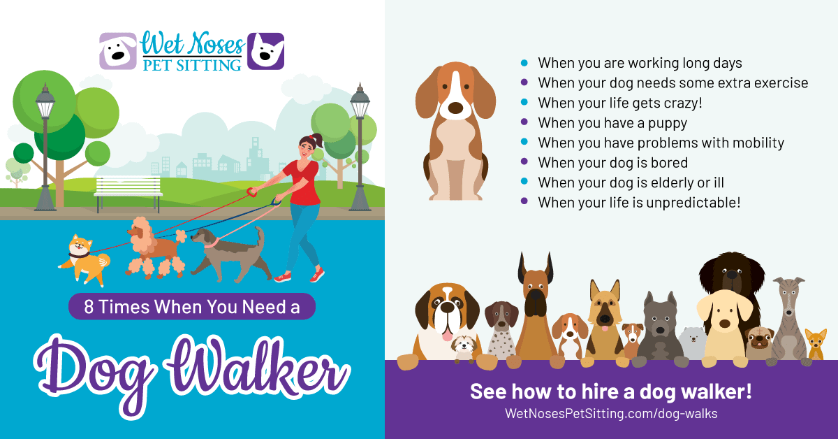 working as a dog walker