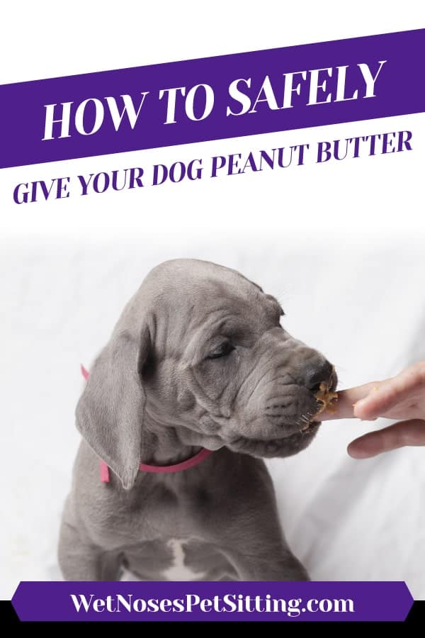 How to Safely Give Your Dog Peanut Butter Header