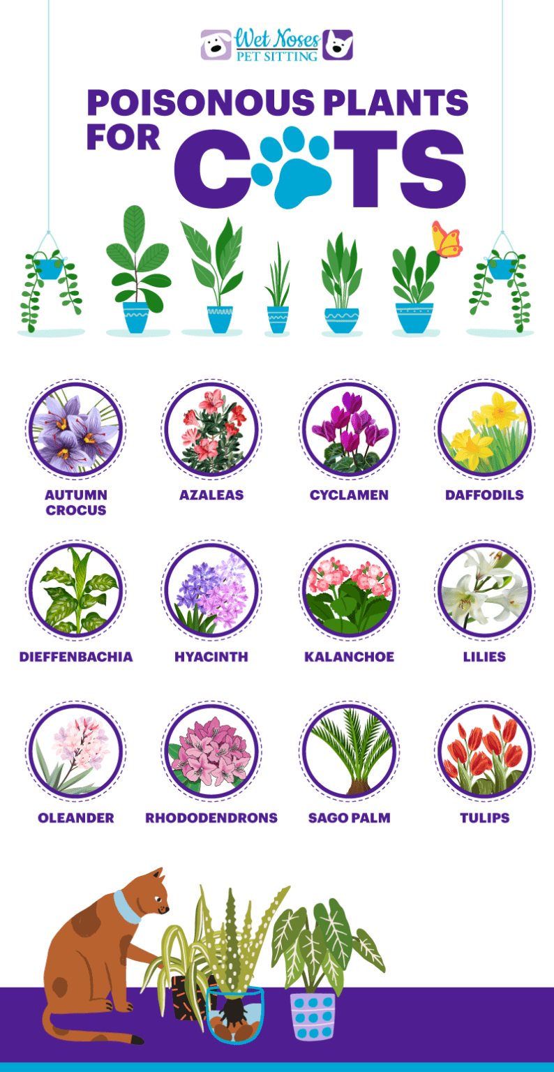 What Plants are Poisonous to Cats? - Wet Noses Pet Sitting