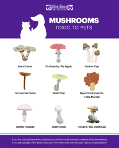 Mushrooms Toxic to Pets