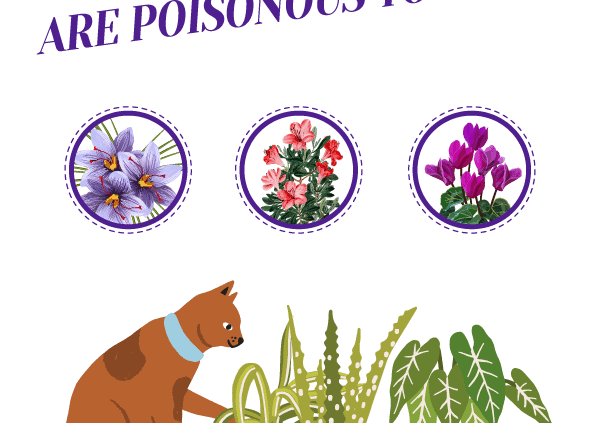 What Plants are Poisonous to Dogs? - Walkin' Pets Blog