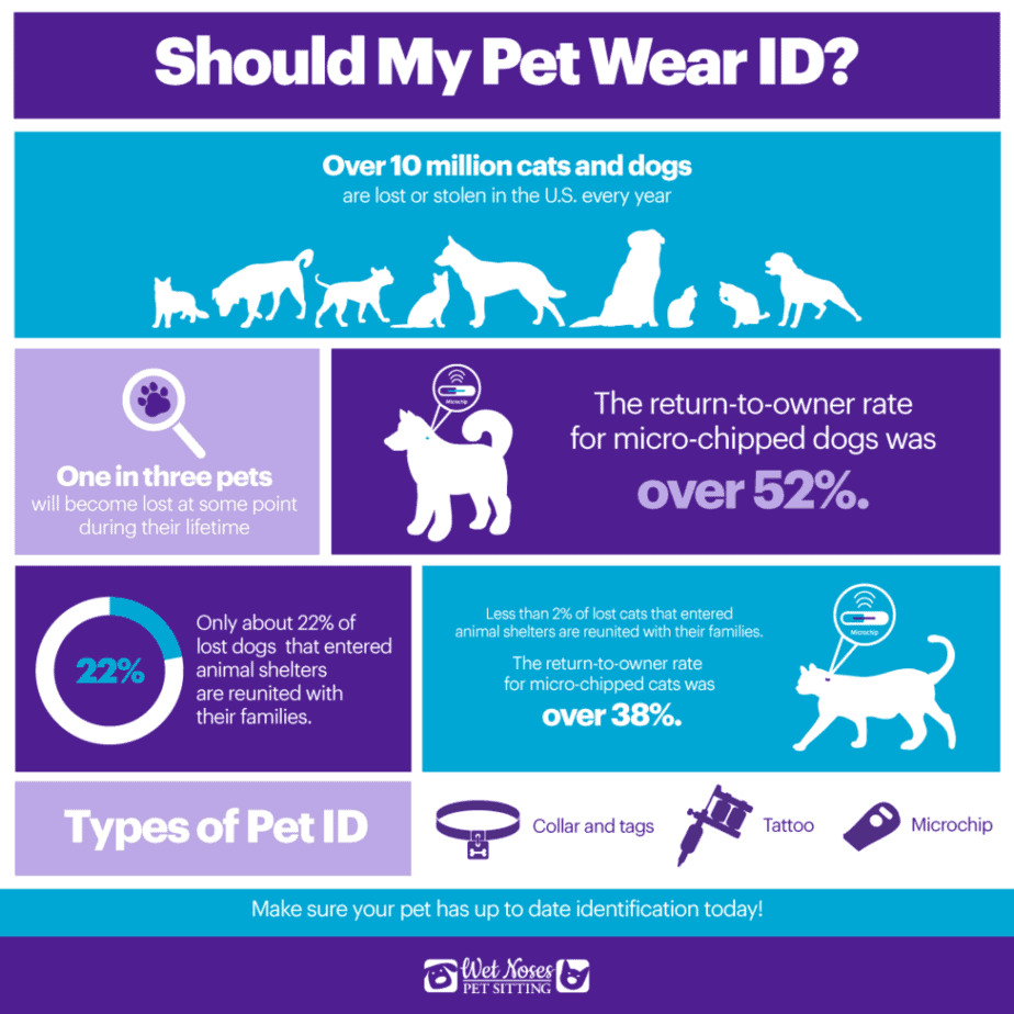 Should My Pet Wear ID? Infographic