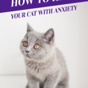How to Help Your Cat With Anxiety Header