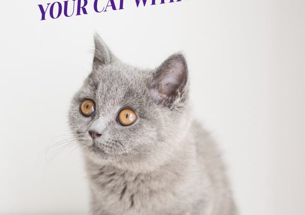 How to Help Your Cat With Anxiety Header