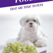Foods that are Toxic to Pets Header