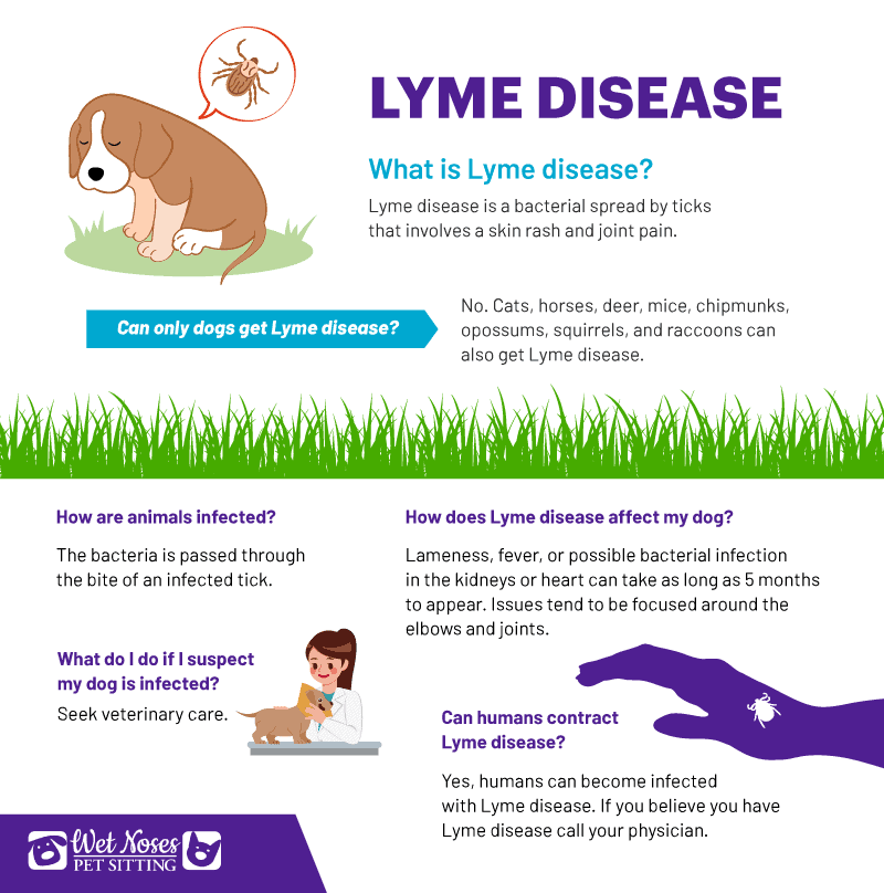 Lyme Disease Infographic