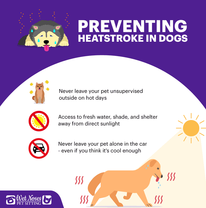 Preventing Heatstroke In Your Dog This Summer: 3 Things You Can Do Today Infographic