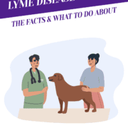 Lyme Disease In Dogs: The Facts & What To Do About Header