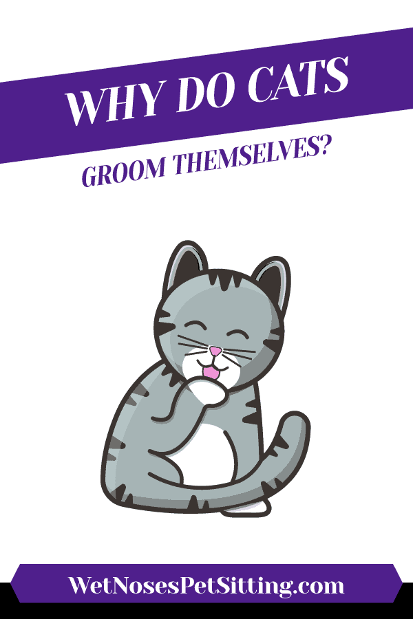Why do cats groom themselves? Header