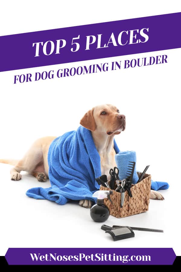 Top 5 Places for Dog Grooming in Boulder Header