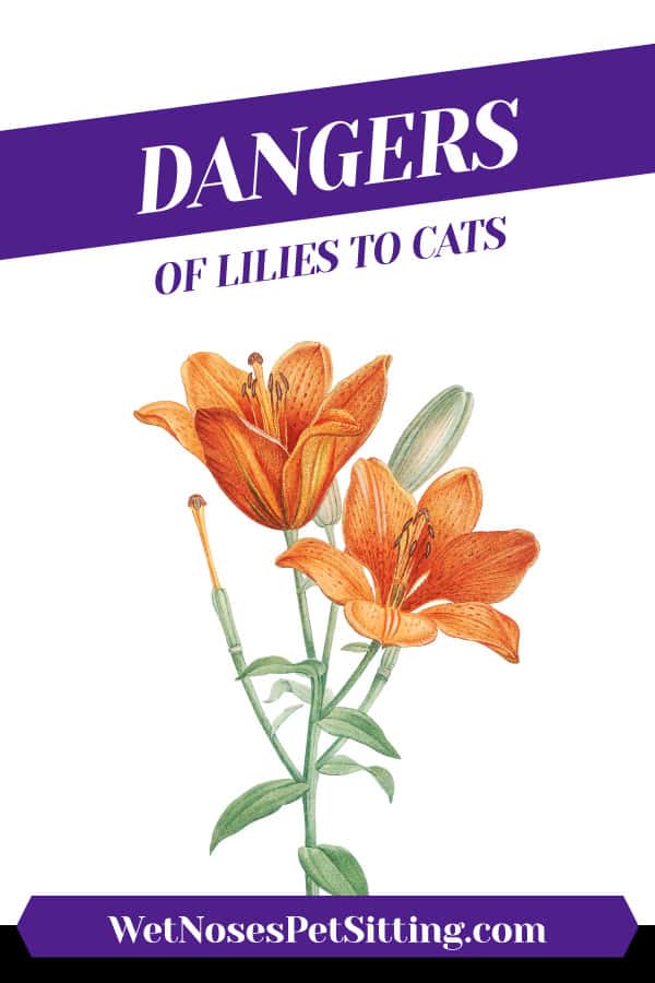 Dangers of Lilies to Cats Header