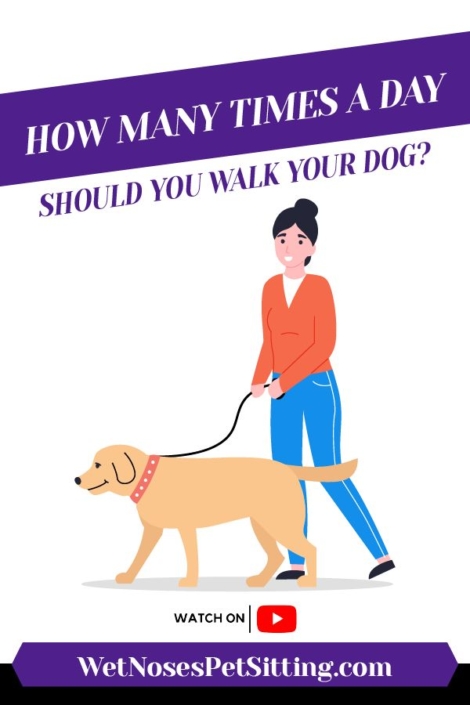 how-much-should-a-dog-walk-per-day-kuro-snacks