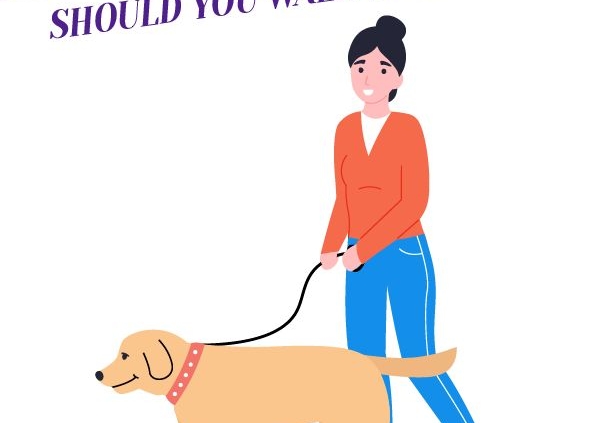 How Many Times A Day Should You Walk Your Dog? Header