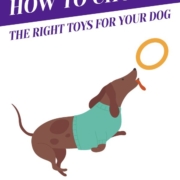 How to Choose the Right Toys for Your Dog Header