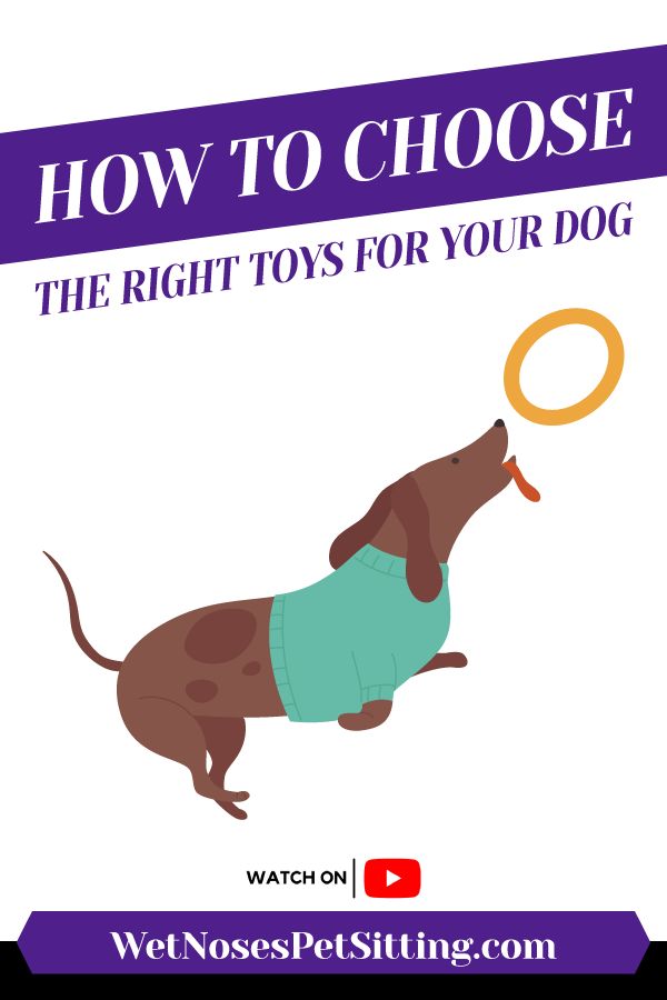 How to Choose the Right Toys for Your Dog Header